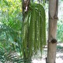 Caryota mitis