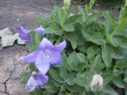 New Garden