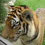 Amur Tiger Linton Zoo