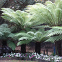 Tree Ferns Linton Zoo