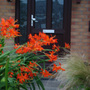 Crocosmia