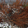 dead Irish Mist Heather