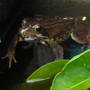 My water feature frog