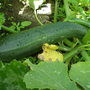 ONE BIG MARROW