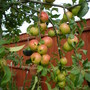 MY APPLES ARE RIPENING LOVELY