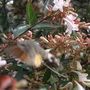 Hummingbird Moth