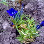 Gentiana sino-ornata