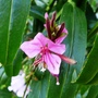 Pink flower. Gaura Lindheimeri (Gaura lindheimeri (Gaura))