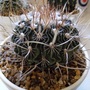 Stenocactus wippermannii (Stenocactus wippermanii)