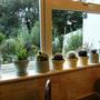 kitchen window.