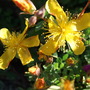 Hypericum olympicum f. uniflorum (Hypericum olympicum)