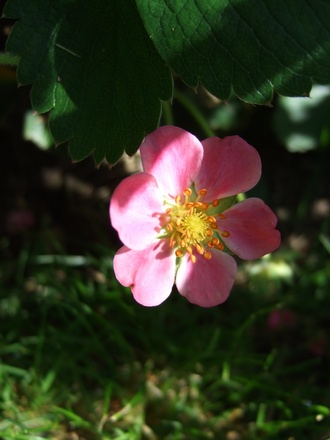 Fragaria 'Pink Panda' (Fragaria)