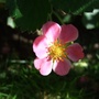 Fragaria