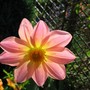 Dahlia (Dahlia)