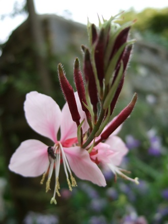 Gaura lindheimeri (Gaura lindheimeri)