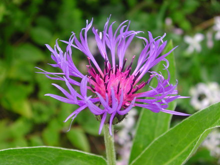 Centaura montana (Centaurea montana)