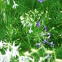 Larkspur - Aug 08