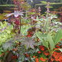 Plantsinenglishgardenvicpark