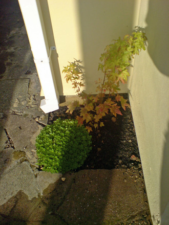 acer november (Acer palmatum)