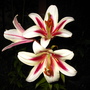 lillies have opened
