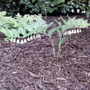 Polygonatum Commutatum (Polygonatum Commutatum)