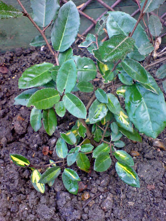 elaeagnus nov 07 (Elaeagnus pungens (Elaeagnus))