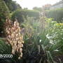 July 2008 (Yucca filamentosa)