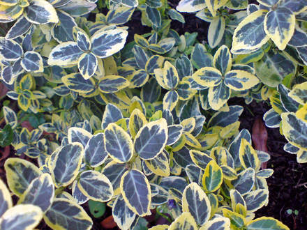 euonymus (Euonymus fortunei)