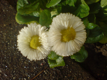 bellis daisy (Bellis perennis)