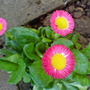 Dsc00065_edited