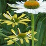 Echinacea paradoxa