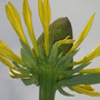 Rudbeckia maxima