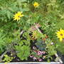 SW bed yellow