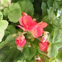 Geranium bloom (pelargonium hortorum)