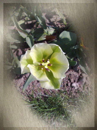tulip