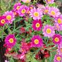 Marguerites