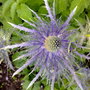 Eryngium alpinum