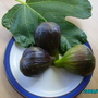 Figs " turkish Brown " (Turkish Brown Figs)