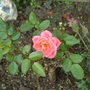 A garden flower photo