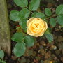 A garden flower photo
