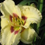 daylily 'siloam ury winniford' (hemerocallis)