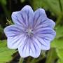 Geranium bohemicum (Geranium bohemicum)