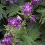 Geranium phaeum 'Lilly Lovell' (Geranium phaeum 'Lilly Lovell')