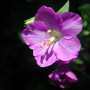 Polemonium caeruleum