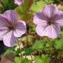 Geranium 'Joy' (Geranium 'Joy')