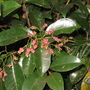 Syzygium fibrosum ( fibrous Satinash ) (Syzygium fibrosum)