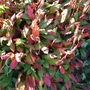 Persicia.jpg (Persicaria affinis)