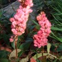 Persicaria.jpg (Persicaria affinis)