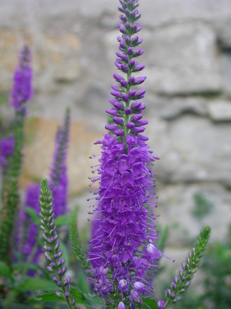 Veronica longifolia (Veronica longifolia)