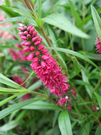 Veronica  spicata 'Rotfuchs' (Veronica spicata)